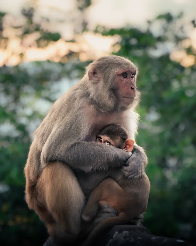 tender - mother and young, swoyambhu