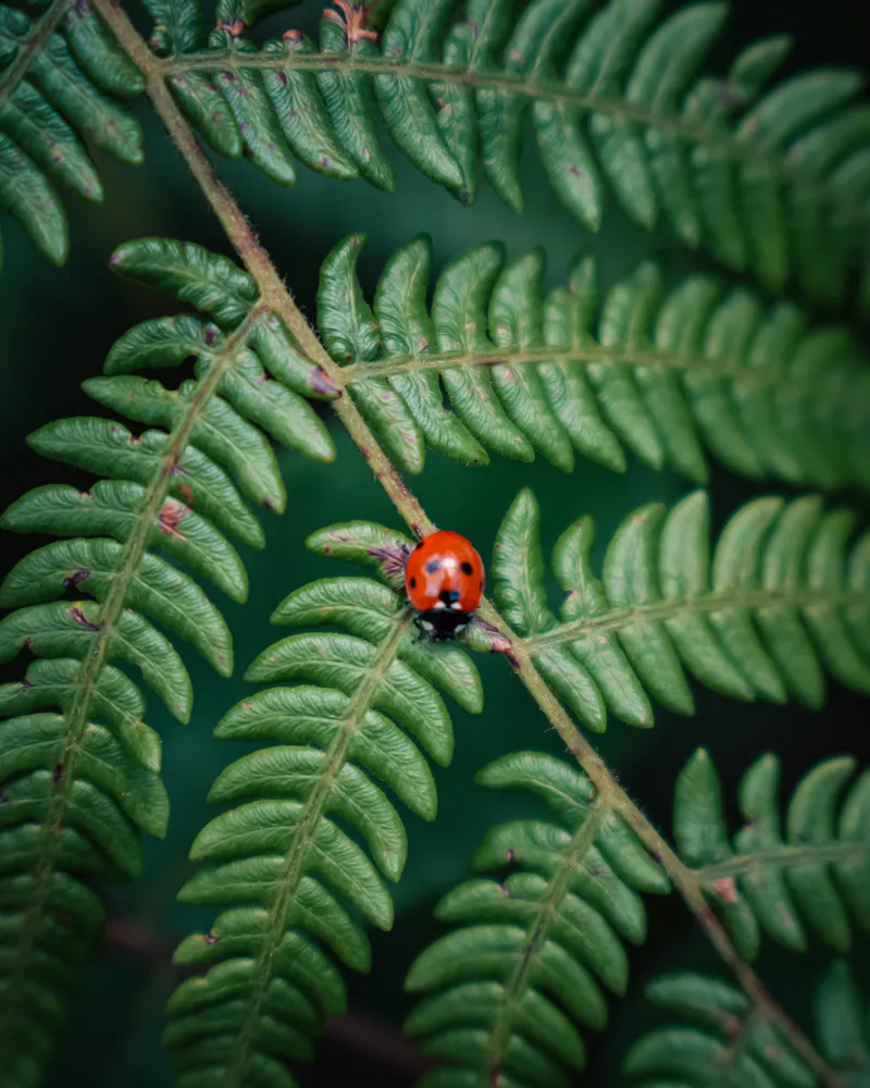 ladybug on fern - champadevi macro