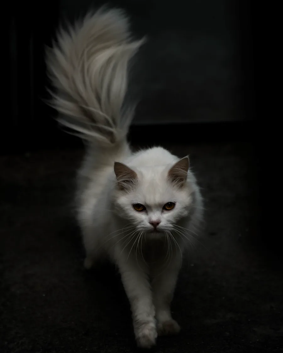 Low-key photograph of a white cat with amber eyes emerging from darkness