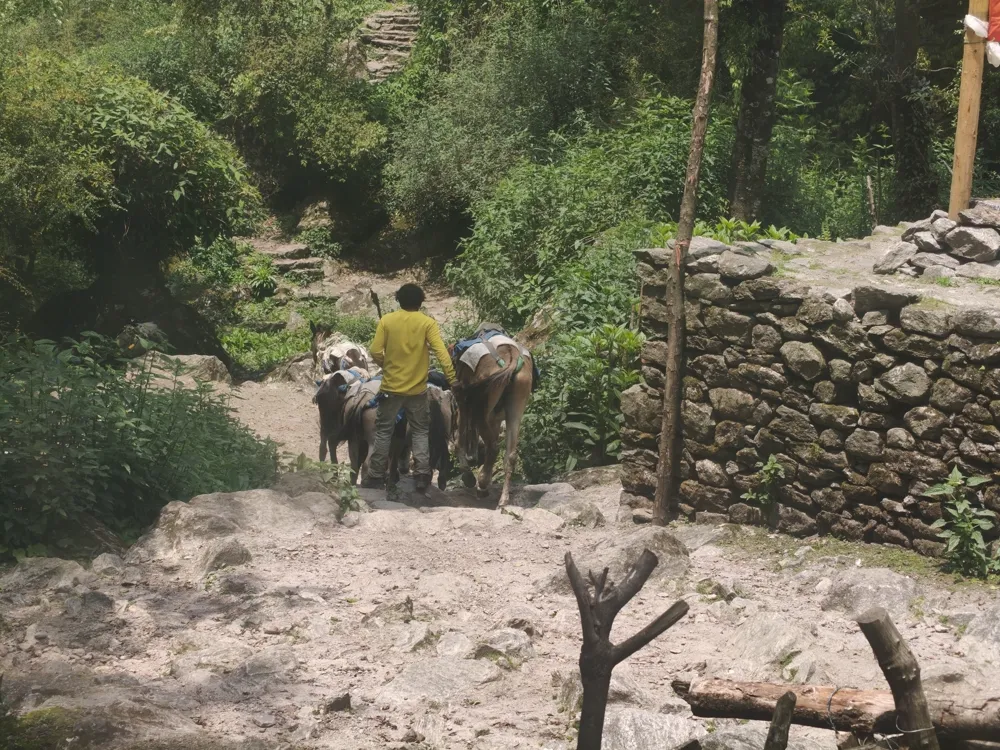beasts of burden - langtang trail