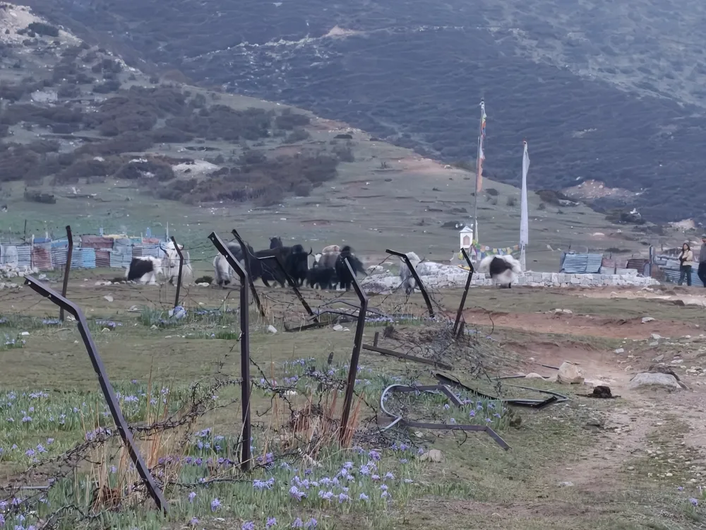 yaks come home - kyanjin