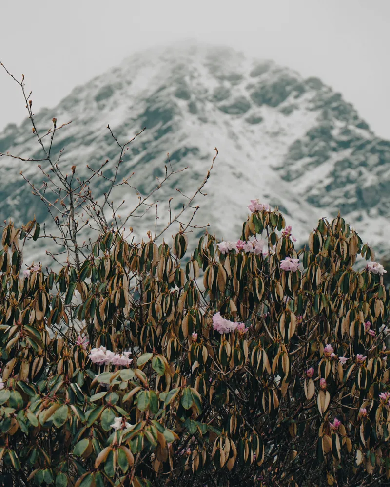 bloom before the peak - panch pokhari