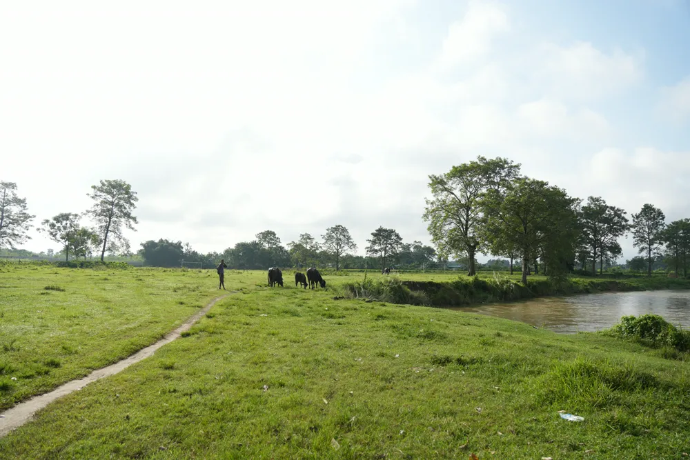 cattle by the river - british camp